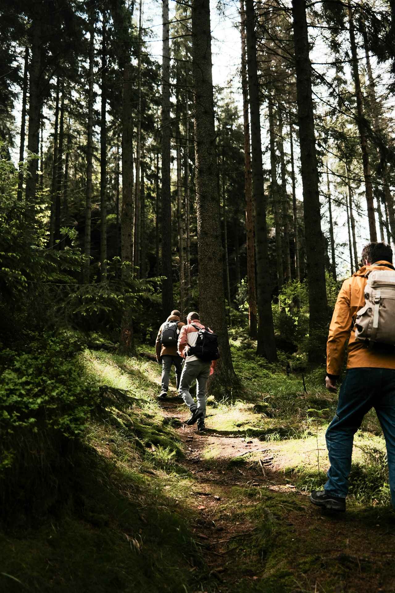 Image représentant trois personnes de dos en train de marcher dans une forêt.