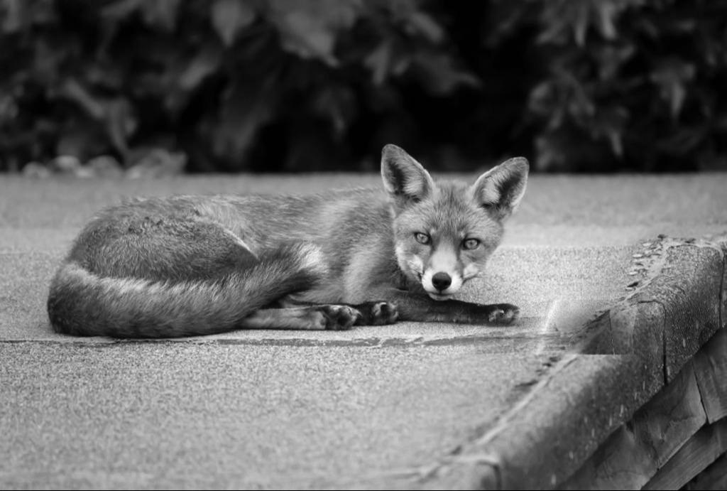 Renard urbain noir et blanc