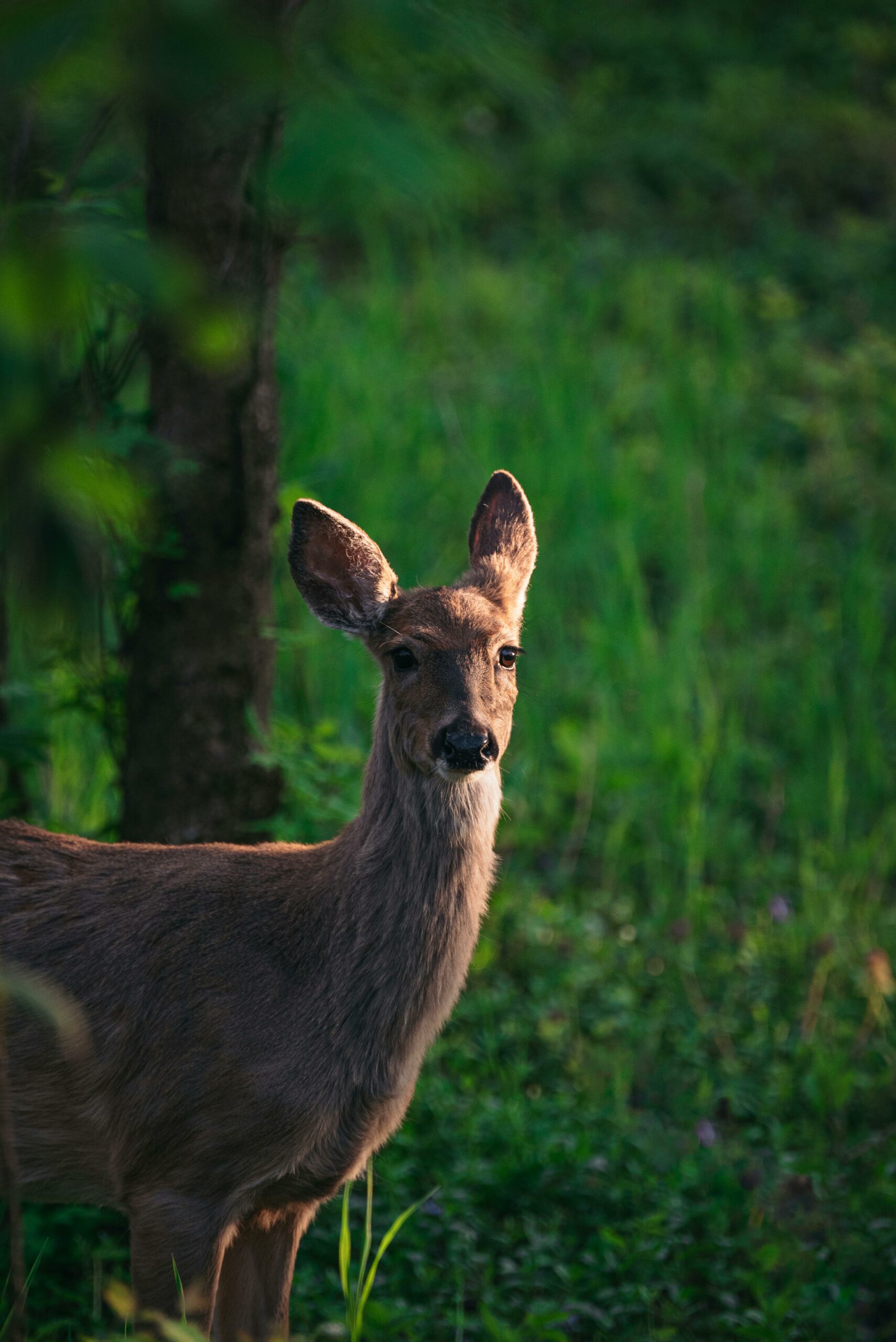 L'image montre un jeune cerf dans une zone boisée. L'animal a un pelage brun et de grandes oreilles dressées.
