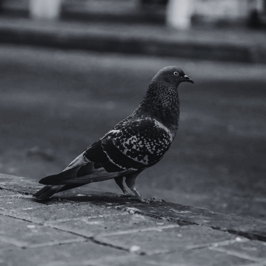 Pigeon urbain