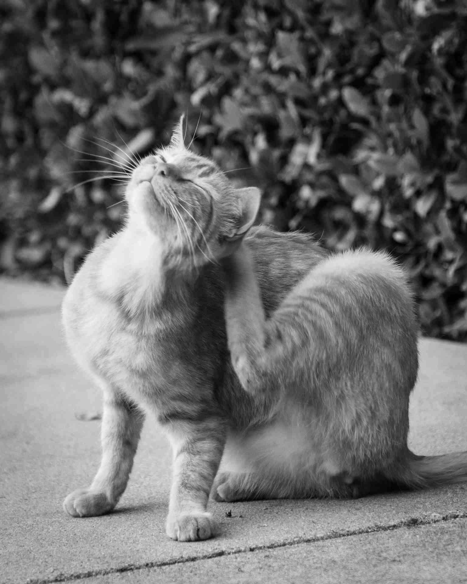 chat qui se gratte