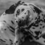 Chien qui se gratte