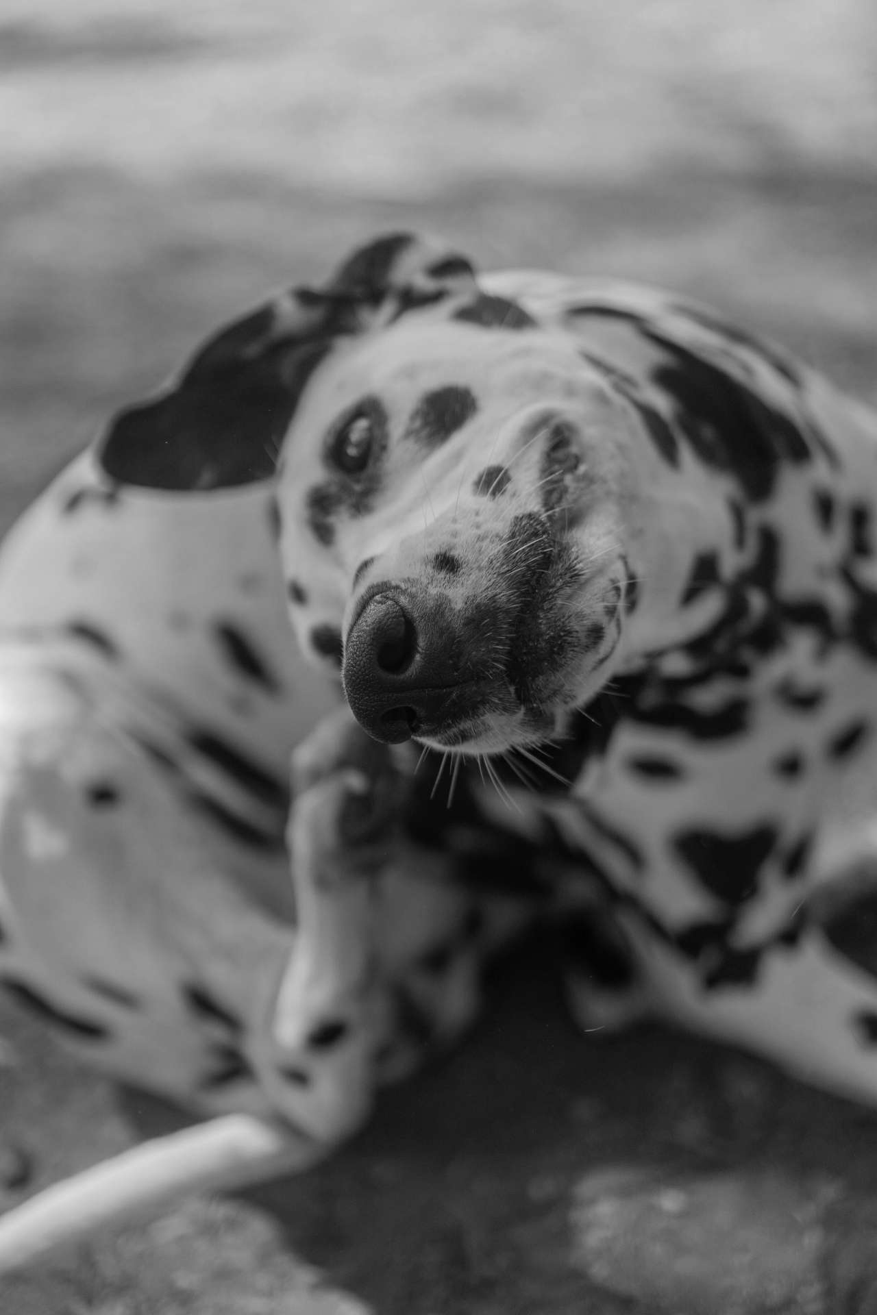Chien qui se gratte