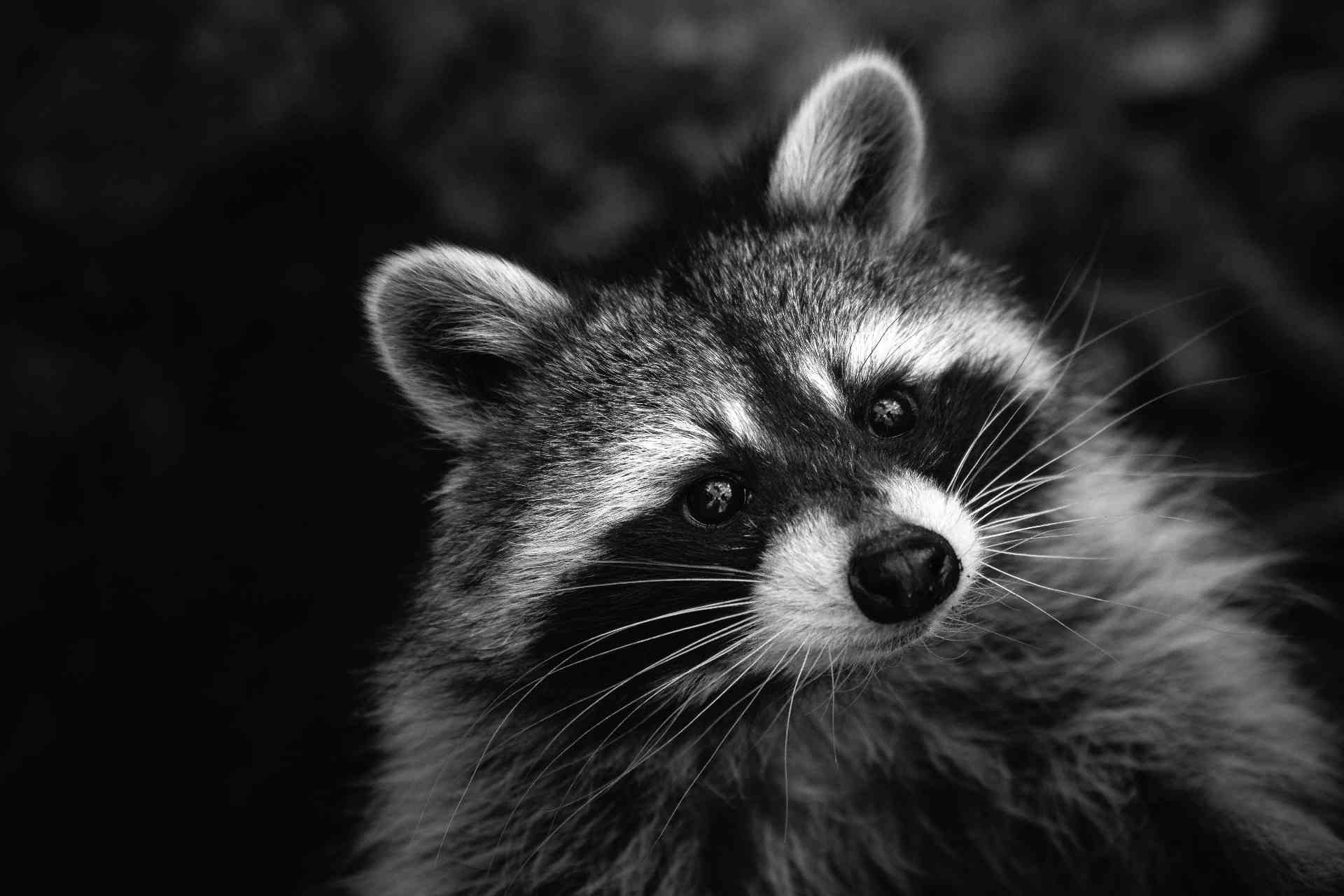 Espèces exotiques envahissantes Entre réalité écologique et construction sociale